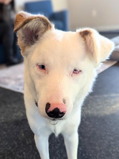 Freya, Adoptable, Young Female Australian Shepherd & Mixed Breed.