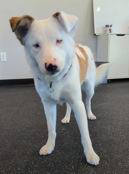 Enlarge Freya, a Adoptable mixed breed in Portola, CA image 2/3