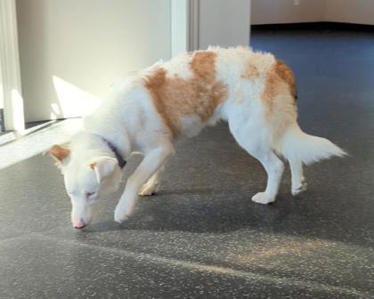 Enlarge Freya, a Adoptable mixed breed in Portola, CA image 3/3