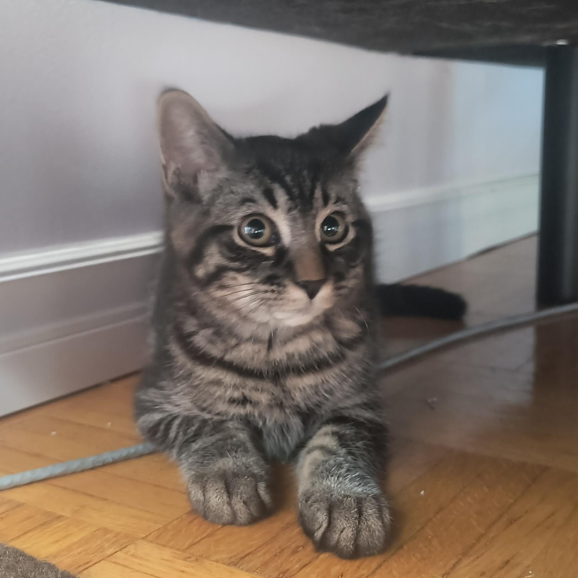 Krypto (FF/FA), ADOPTABLE, Kitten Male Domestic Short Hair.