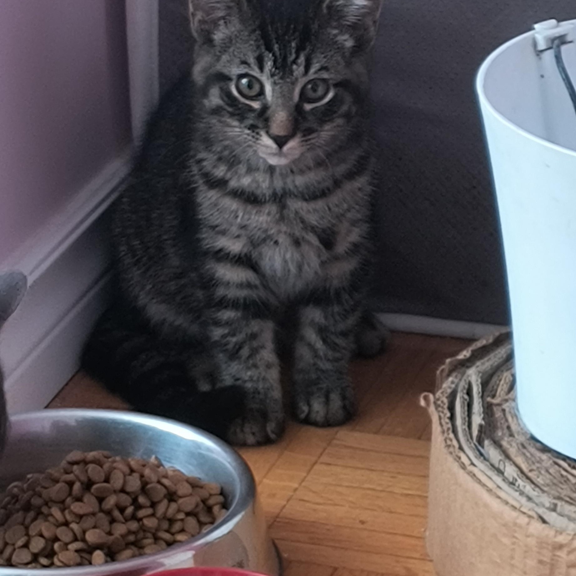 Enlarge Krypto (FF/FA), a ADOPTABLE Domestic Short Hair in Sainte-Angele-de-Monnoir, QC image 4/6