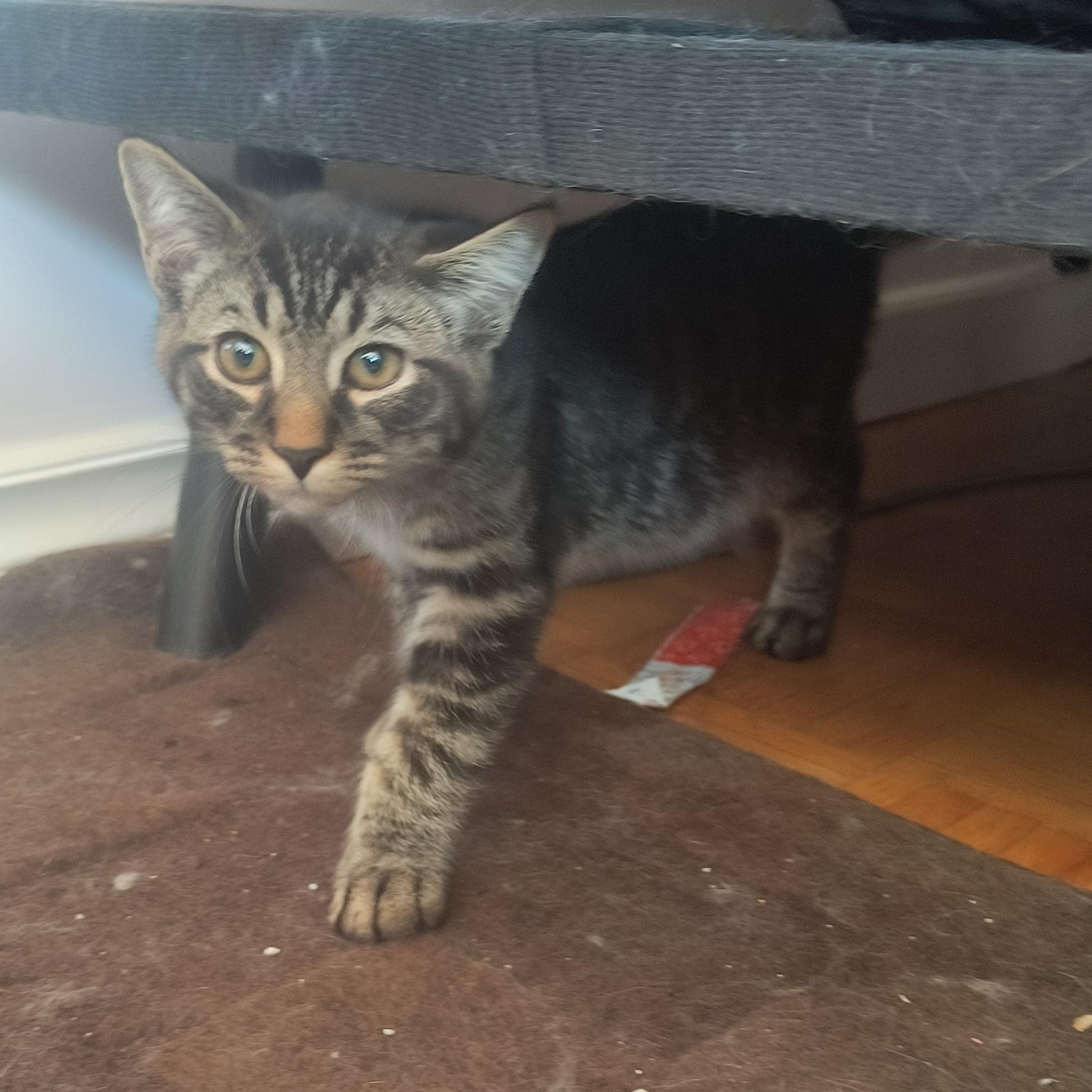 Enlarge Krypto (FF/FA), a ADOPTABLE Domestic Short Hair in Sainte-Angele-de-Monnoir, QC image 2/6