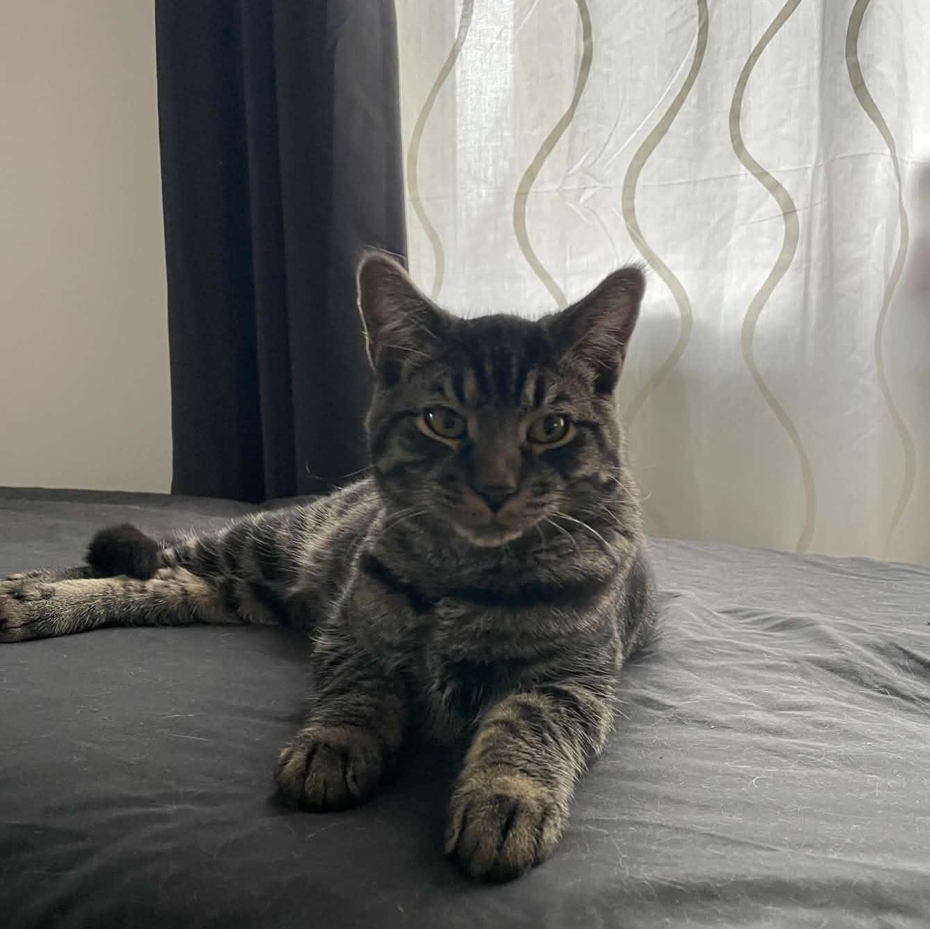 Krypto (FF/FA), Adoptable, Kitten Male Domestic Short Hair.