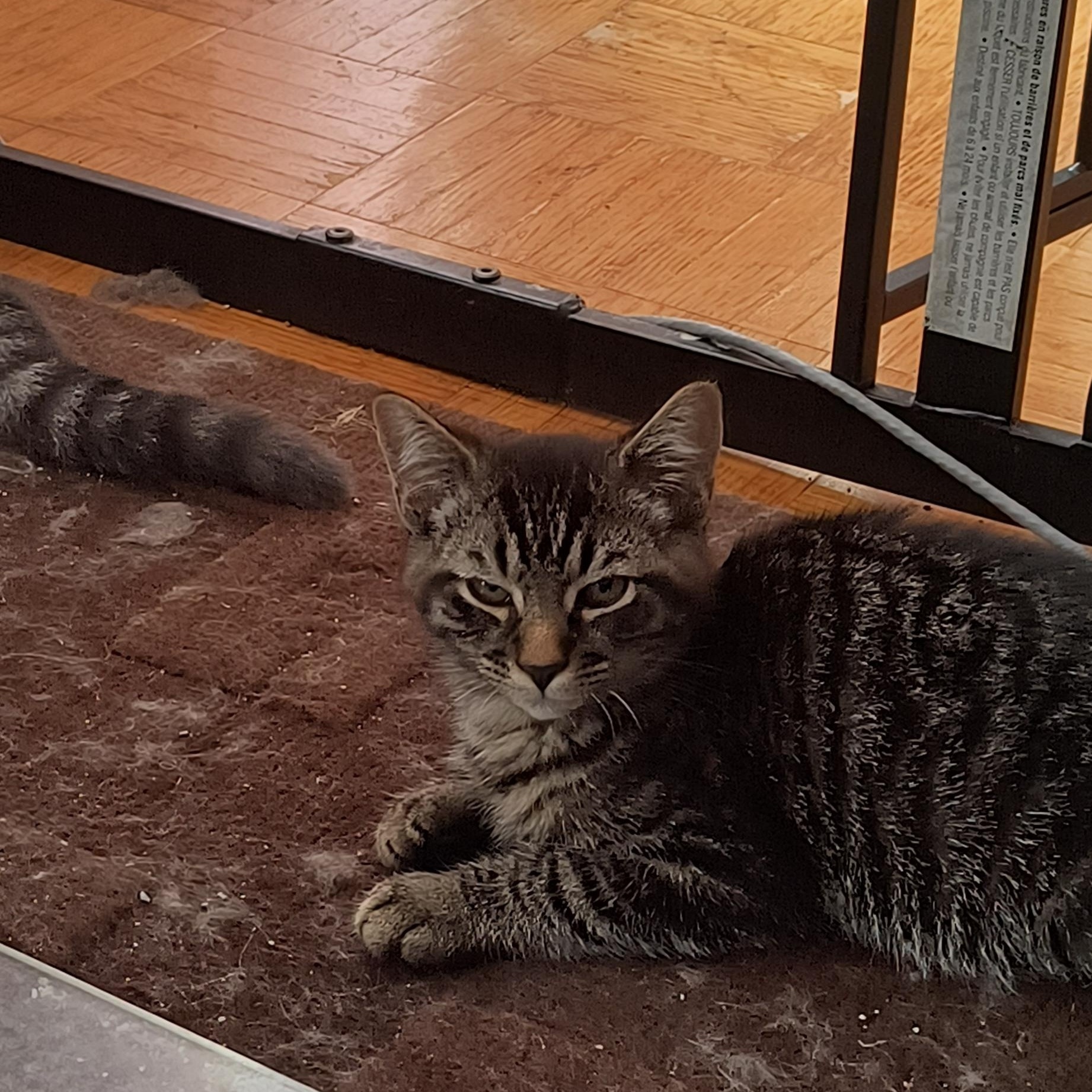 Enlarge Krypto (FF/FA), a ADOPTABLE Domestic Short Hair in Sainte-Angele-de-Monnoir, QC image 5/6