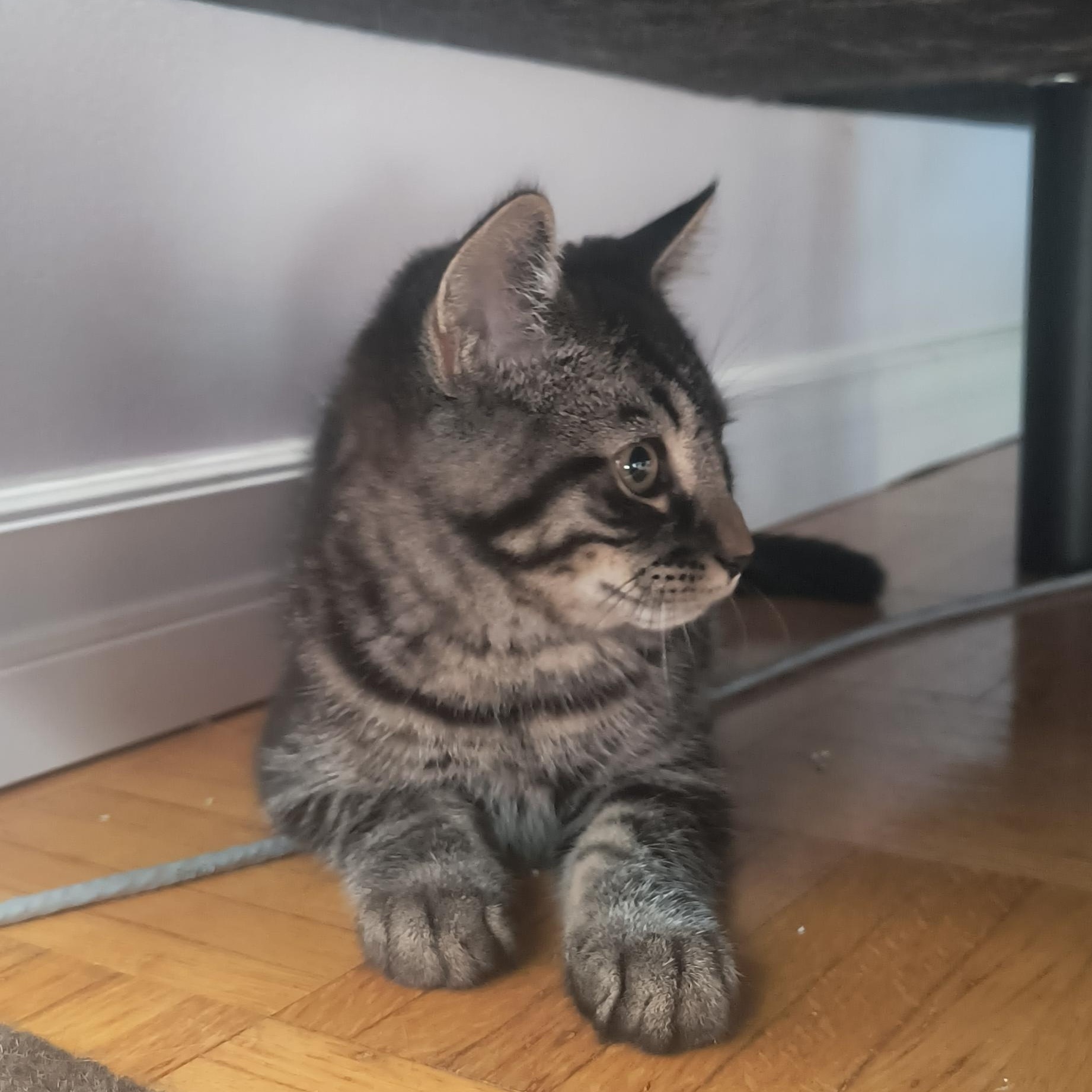 Enlarge Krypto (FF/FA), a ADOPTABLE Domestic Short Hair in Sainte-Angele-de-Monnoir, QC image 3/6