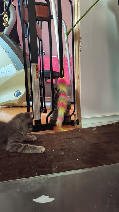 Enlarge Krypto (FF/FA), a ADOPTABLE Domestic Short Hair in Sainte-Angele-de-Monnoir, QC video 6/6