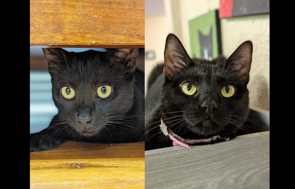 Enlarge Scary Spice, a Adopted mixed breed in Richland Hills, TX image 1/2