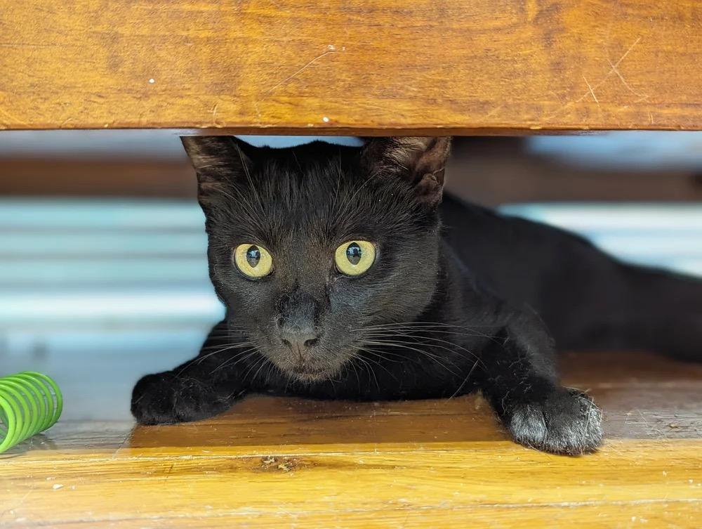 Enlarge Scary Spice, a Adopted mixed breed in Richland Hills, TX image 2/2