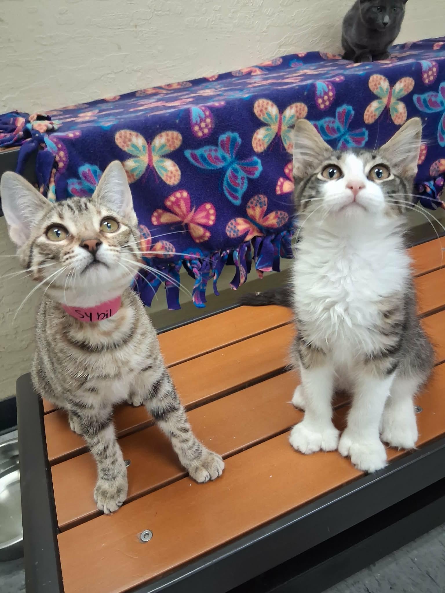 Sybil, a Adoptable Tabby in Parlier, CA image 1/6