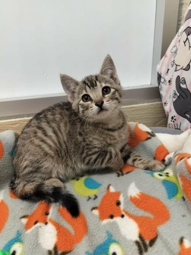 Sybil, a Adoptable Tabby in Parlier, CA image 2/6
