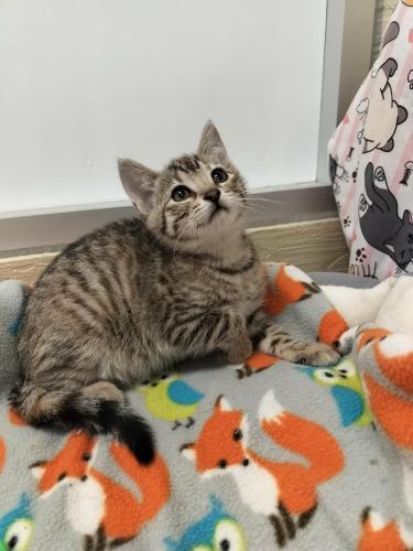 Sybil, a Adoptable Tabby in Parlier, CA image 3/6