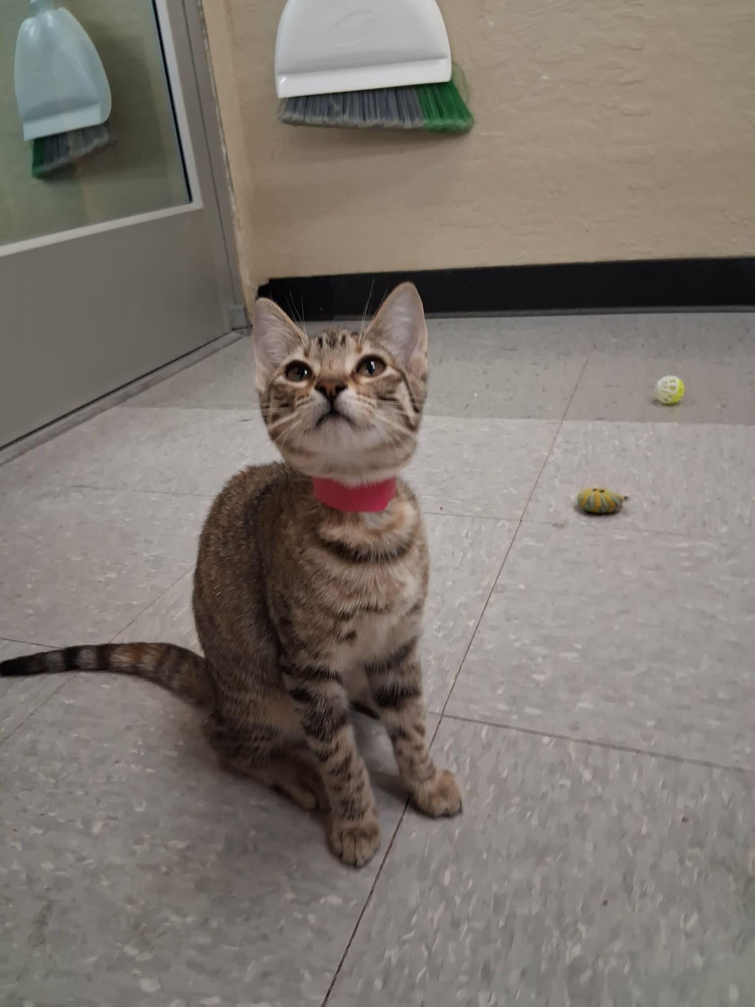 Sybil, a Adoptable Tabby in Parlier, CA image 4/6
