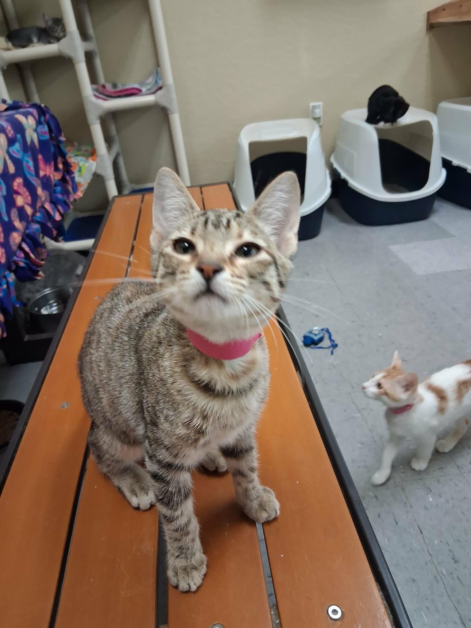 Sybil, a Adoptable Tabby in Parlier, CA image 5/6