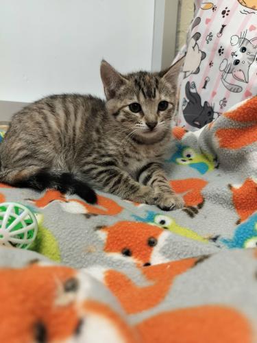 Sybil, a Adoptable Tabby in Parlier, CA image 6/6