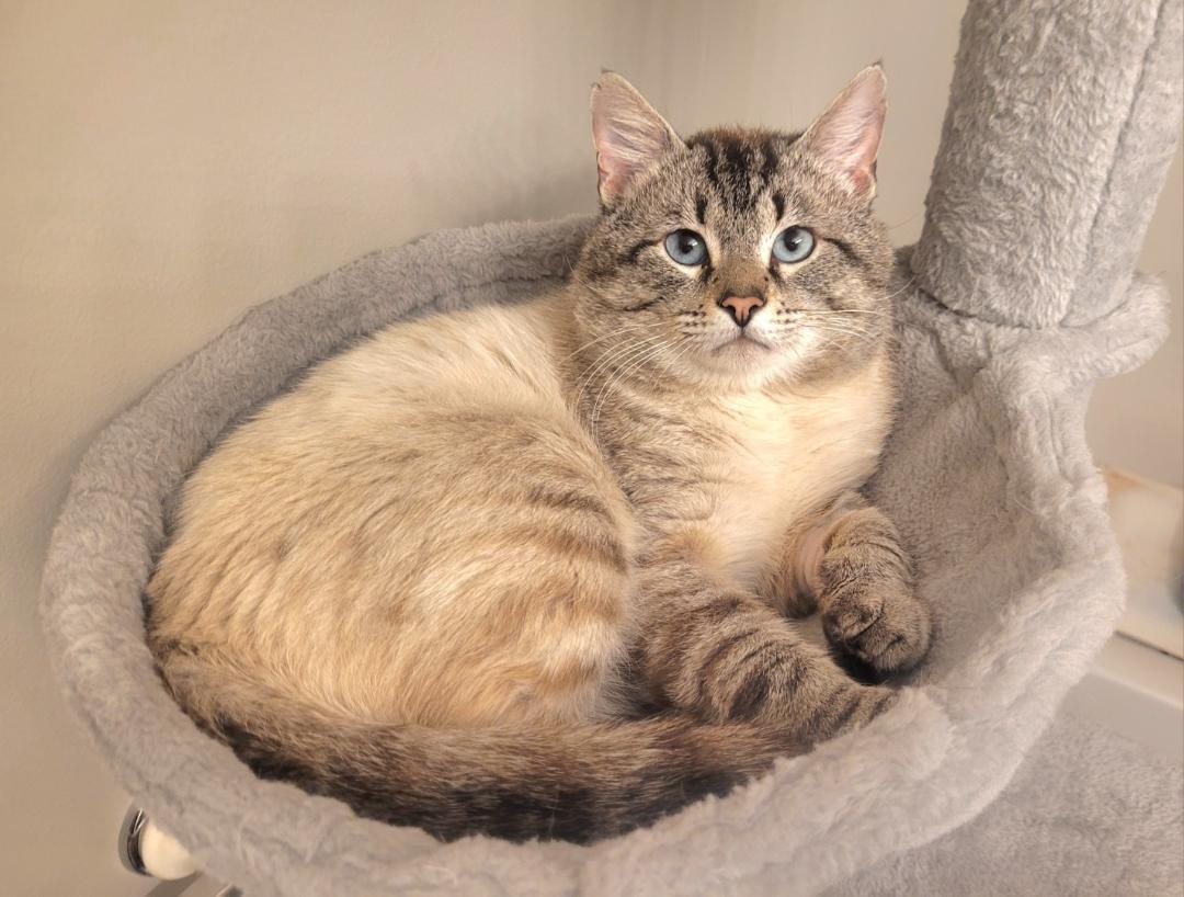 Enlarge BENTLEY, a Adopted mixed breed in Northfield, OH image 2/3