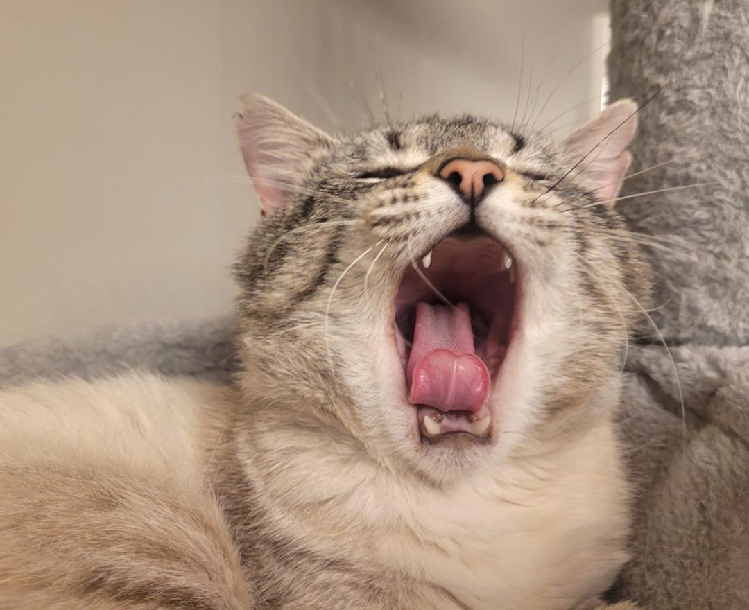 Enlarge BENTLEY, a Adopted mixed breed in Northfield, OH image 3/3