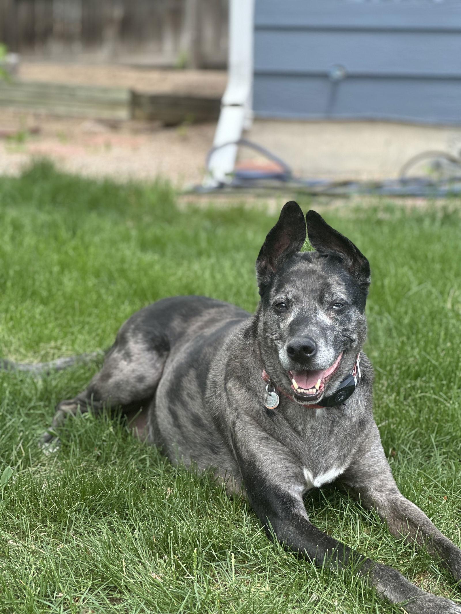 Enlarge Jupiter, a Adoptable Catahoula Leopard Dog in Fort Collins, CO image 1/1