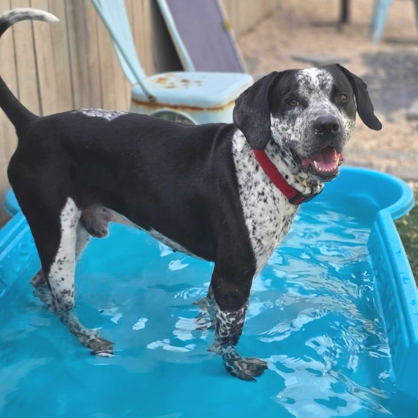 Dave the Dude, Adopted, Adult Male Bluetick Coonhound.