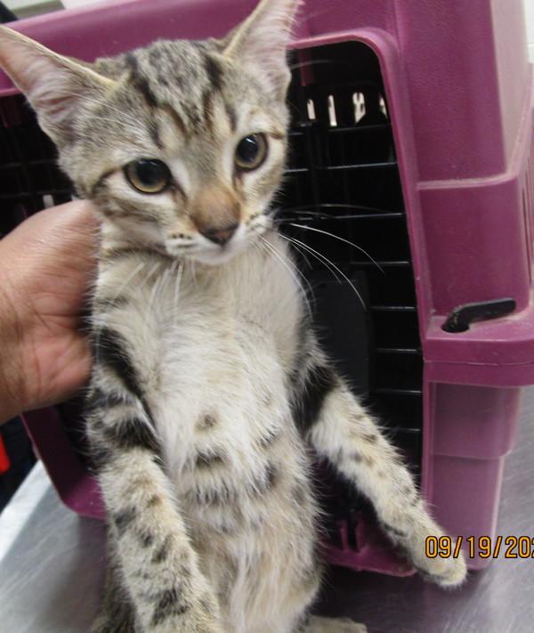 Kailani (626), Adoptable, Young Female Domestic Short Hair.