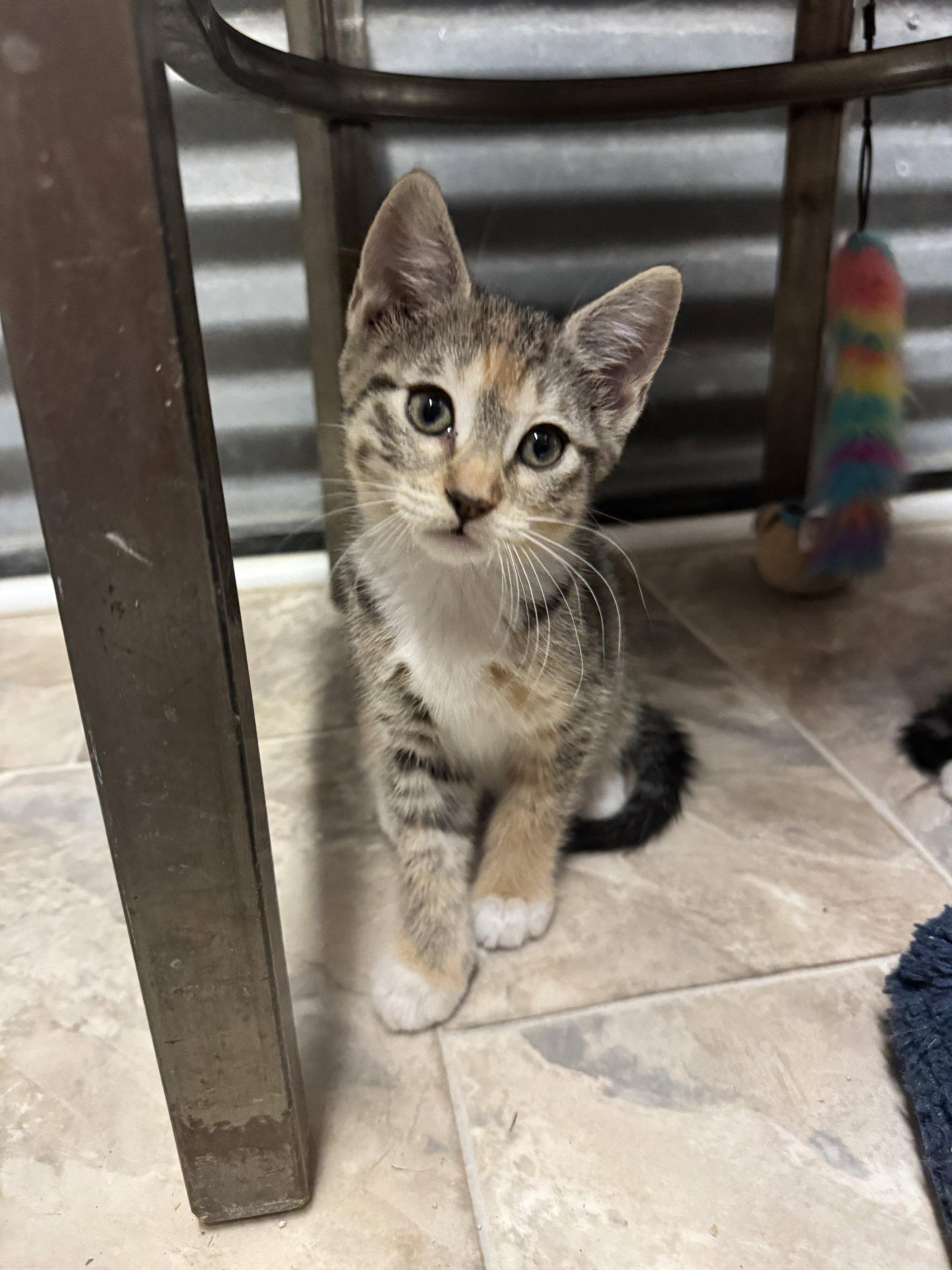 Magdalena, Adopted, Kitten Female Domestic Short Hair.