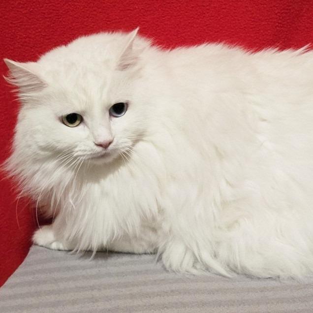 Mystique, Adoptable, Adult Female Domestic Long Hair.