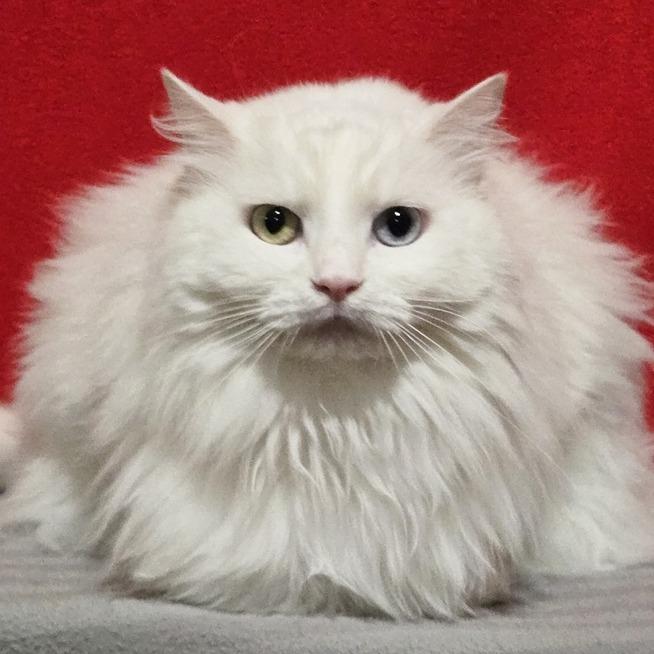 Enlarge Mystique, a Adoptable Domestic Long Hair in Concord, NH image 2/2
