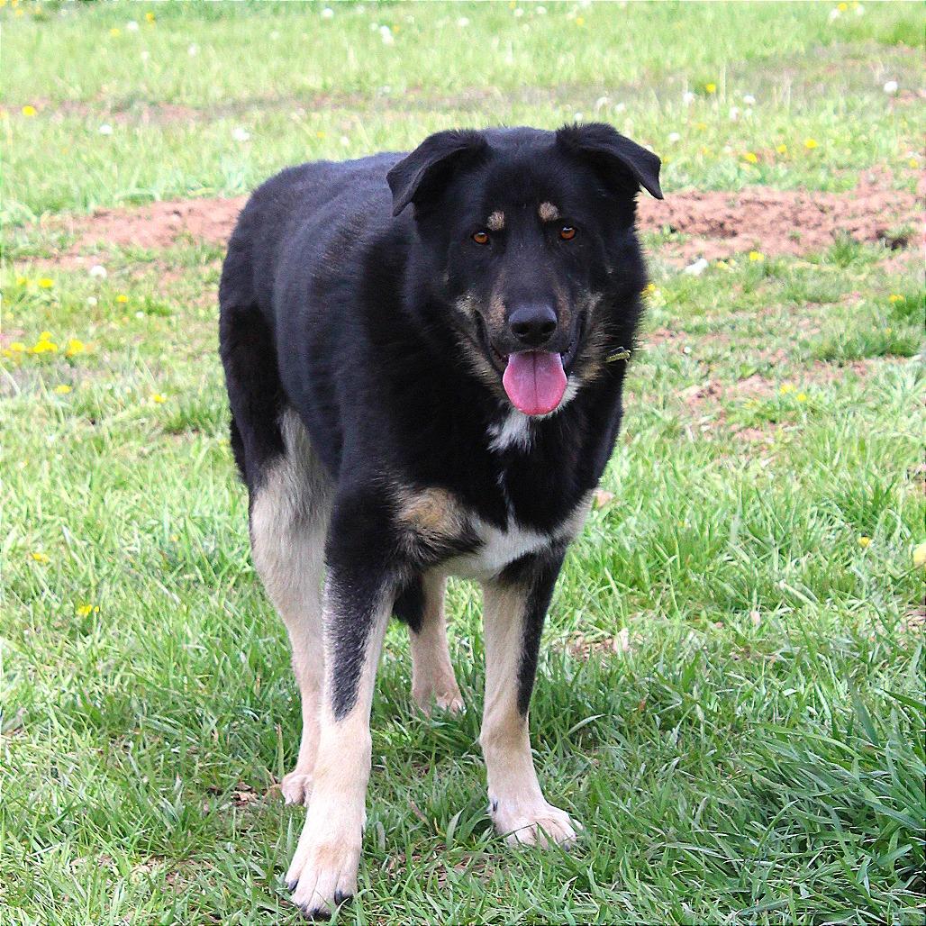 Stryker, Adoptable, Adult Male Shepherd.
