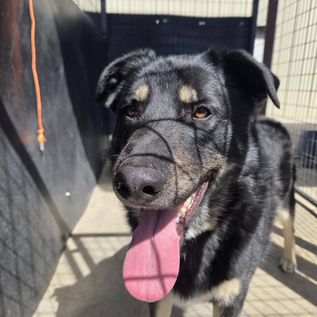 Stryker, a Adoptable Shepherd in Pagosa Springs, CO image 2/3