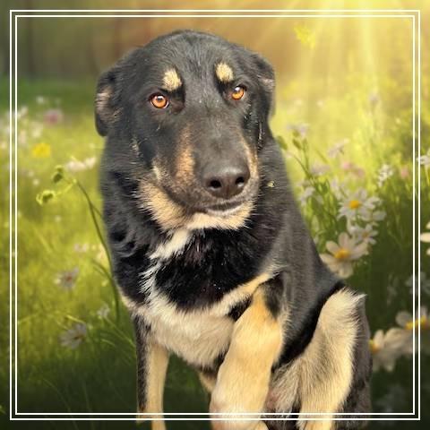Stryker, a Adoptable Shepherd in Pagosa Springs, CO image 3/3