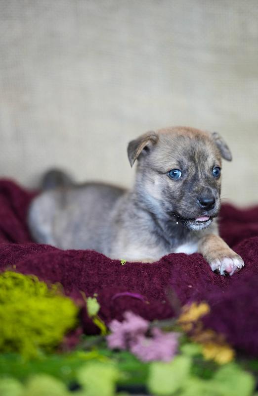 Enlarge Bracken, a Adoptable Mixed Breed in Exshaw, AB image 2/2