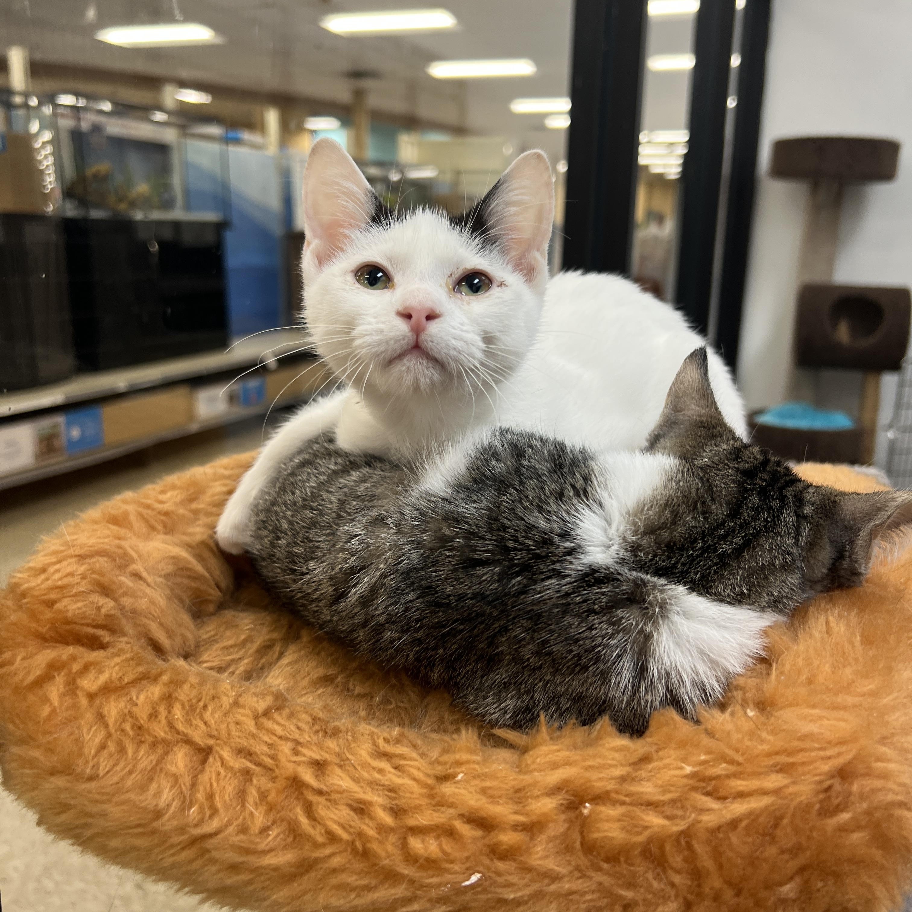 Twinkie (preadopt pending spay), Adoptable, Kitten Female Domestic Short Hair.