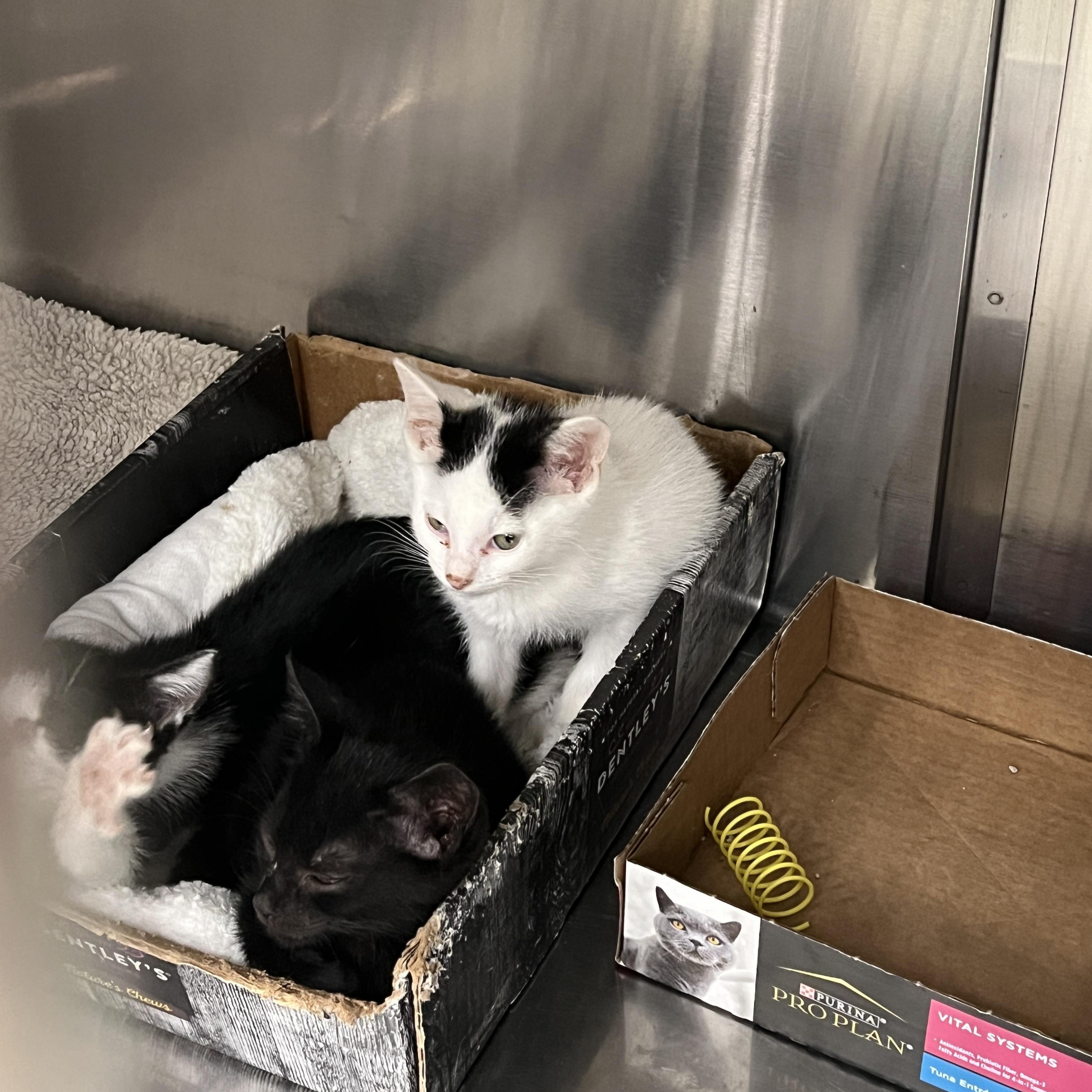 Enlarge Twinkie (preadopt pending spay), a Adoptable mixed breed in Palmetto, FL image 2/3