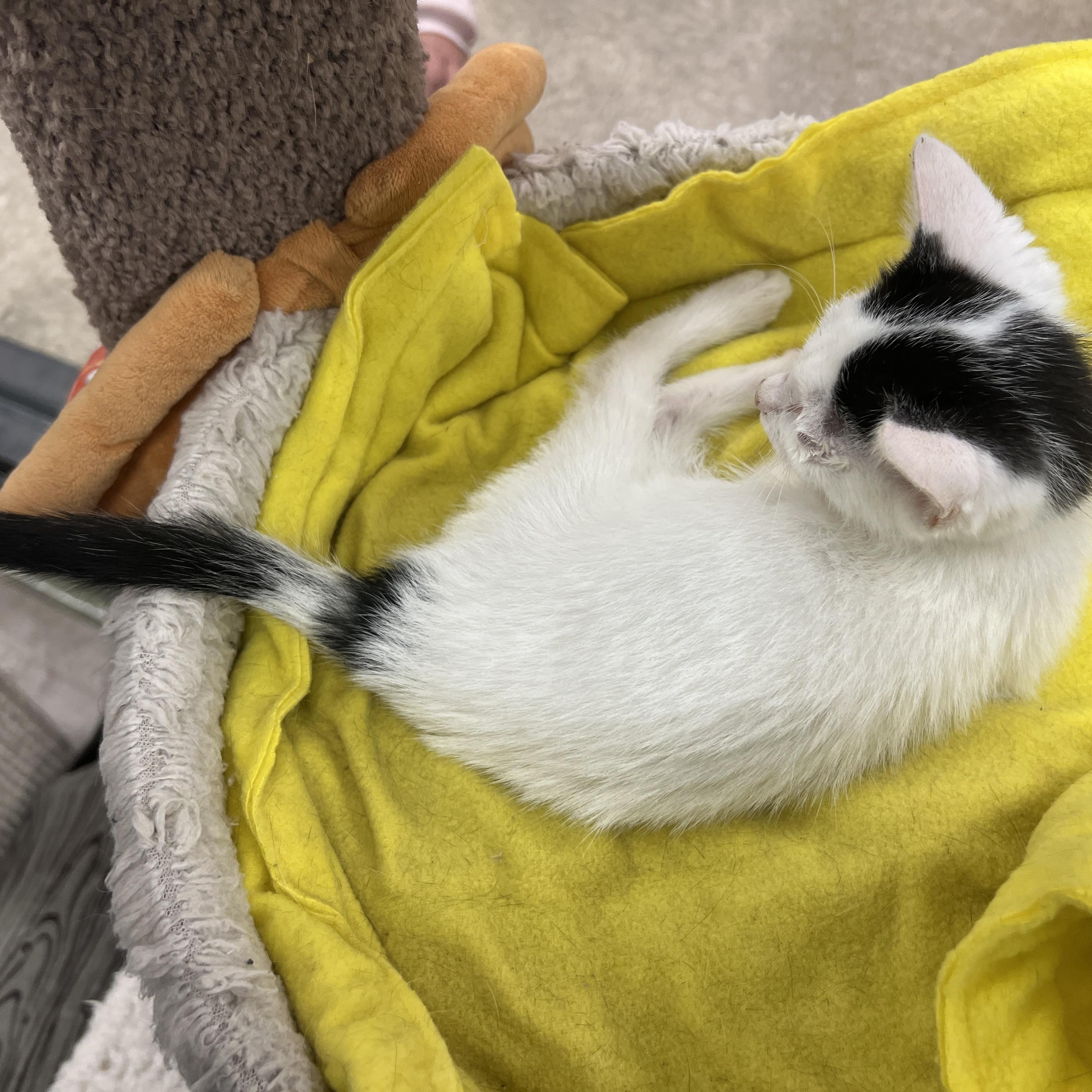 Enlarge Twinkie (preadopt pending spay), a Adoptable mixed breed in Palmetto, FL image 3/3