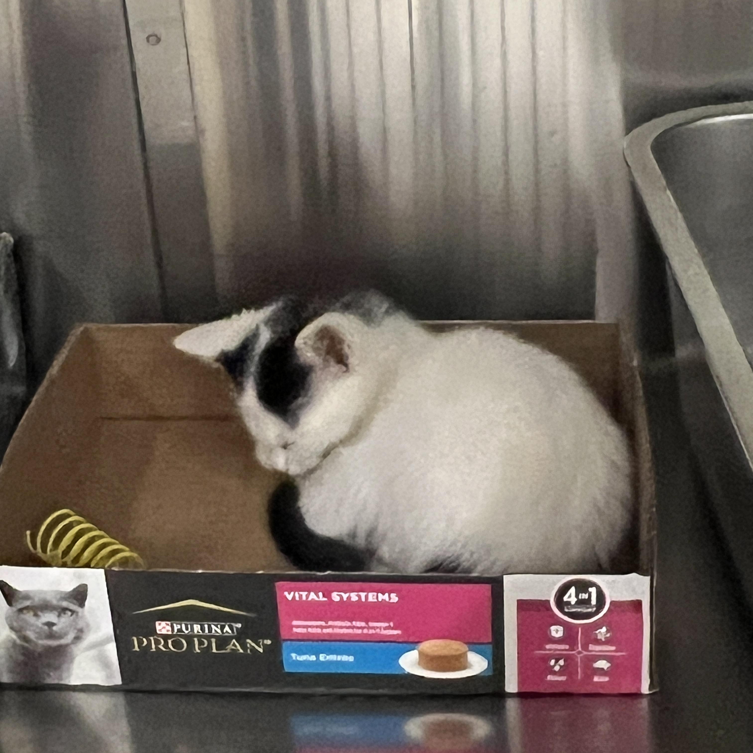 Enlarge Twinkie (preadopt pending spay), a Adoptable mixed breed in Palmetto, FL image 1/3