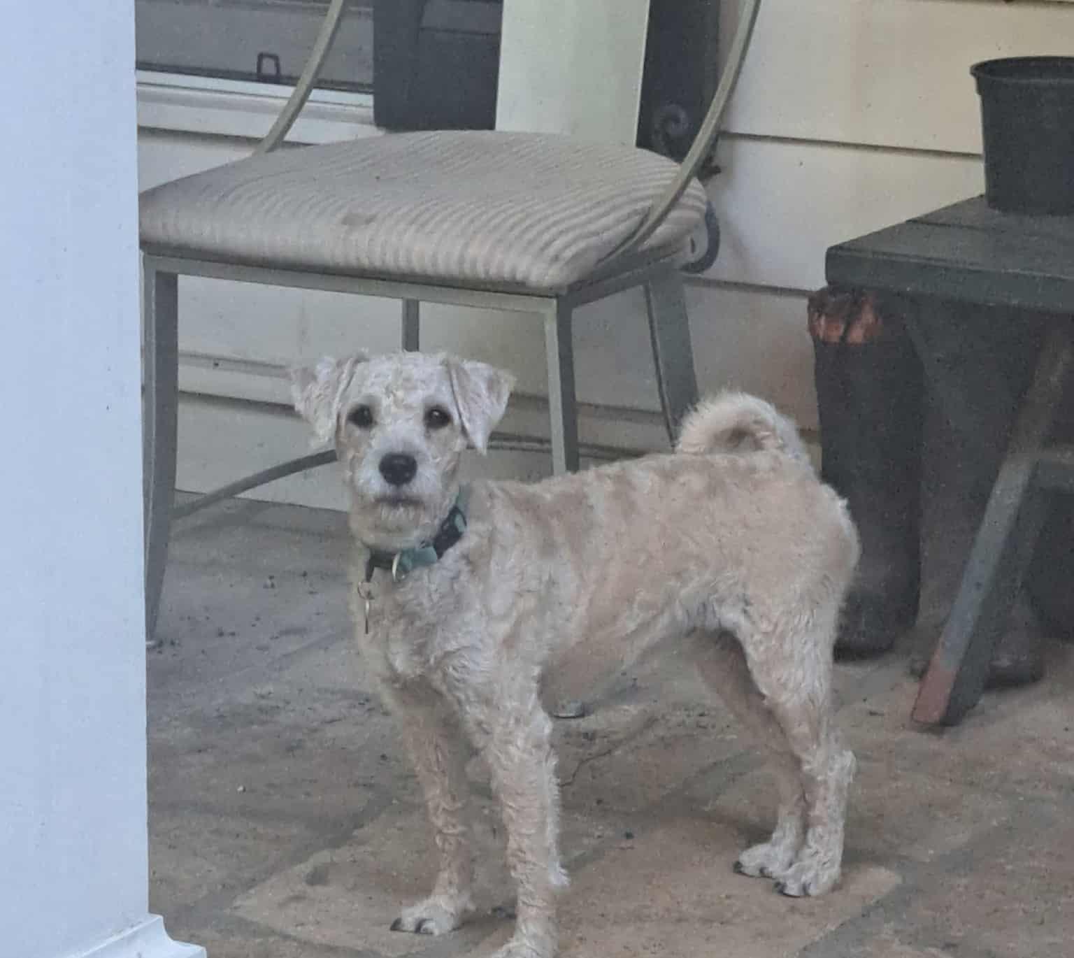 Scruffy, adoptable, Adult Female Wheaten Terrier & Schnauzer.