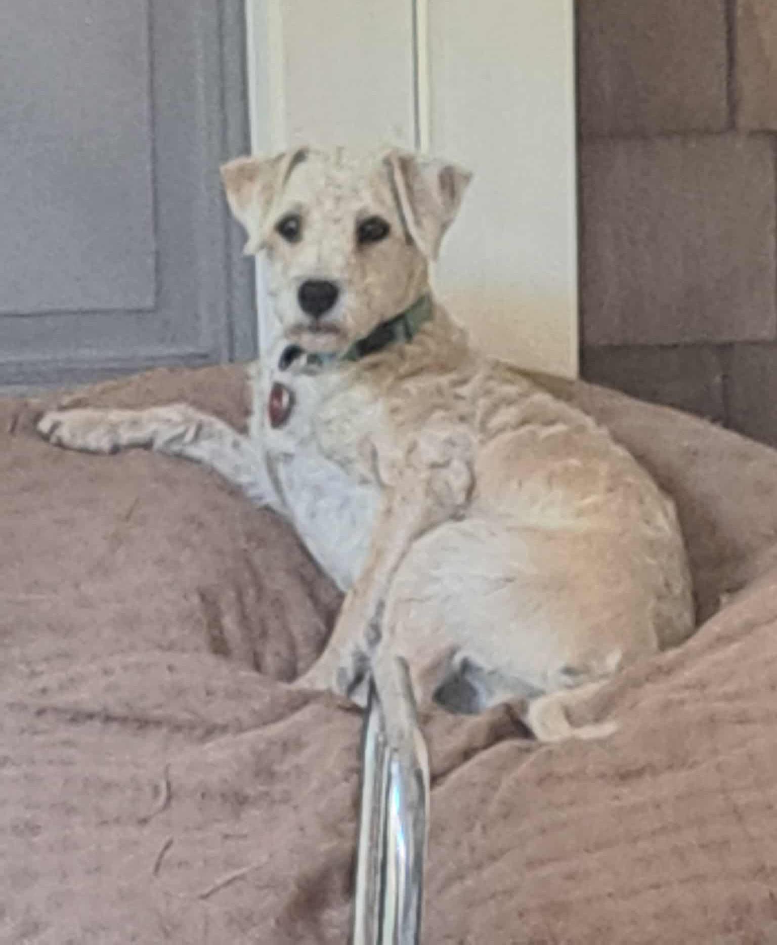 Enlarge Scruffy, an adoptable mixed breed in Palgrave, ON image 3/3