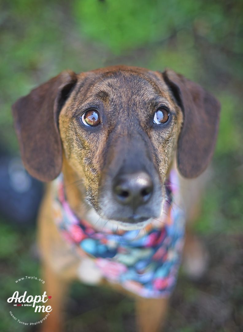 Norman, a Adoptable mixed breed in Kingwood, TX image 1/12