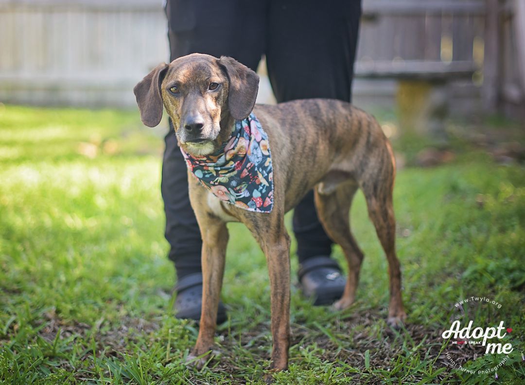 Norman, a Adoptable mixed breed in Kingwood, TX image 2/12