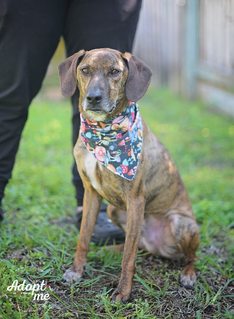 Norman, a Adoptable mixed breed in Kingwood, TX image 3/12