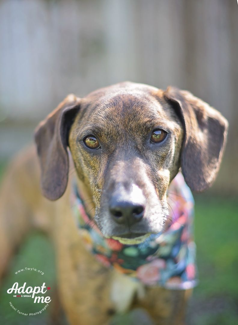 Norman, a Adoptable mixed breed in Kingwood, TX image 4/12