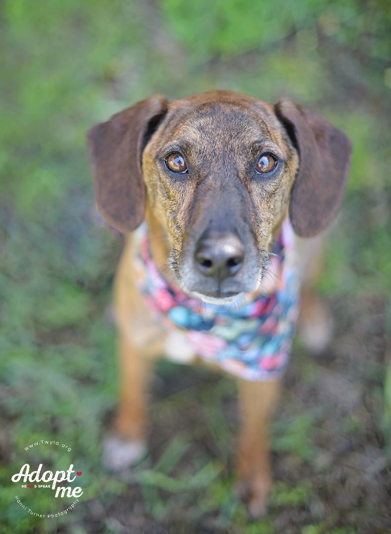 Norman, Adoptable, Adult Male Plott Hound & Australian Cattle Dog / Blue Heeler.