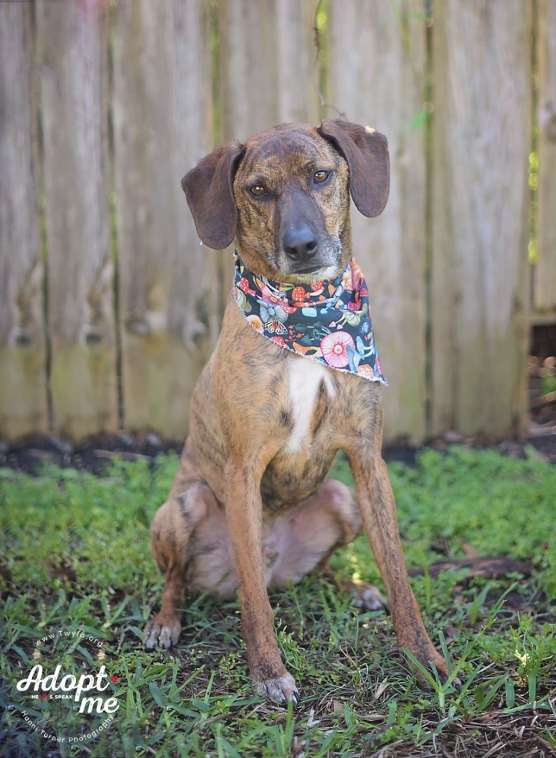 Norman, a Adoptable mixed breed in Kingwood, TX image 6/12