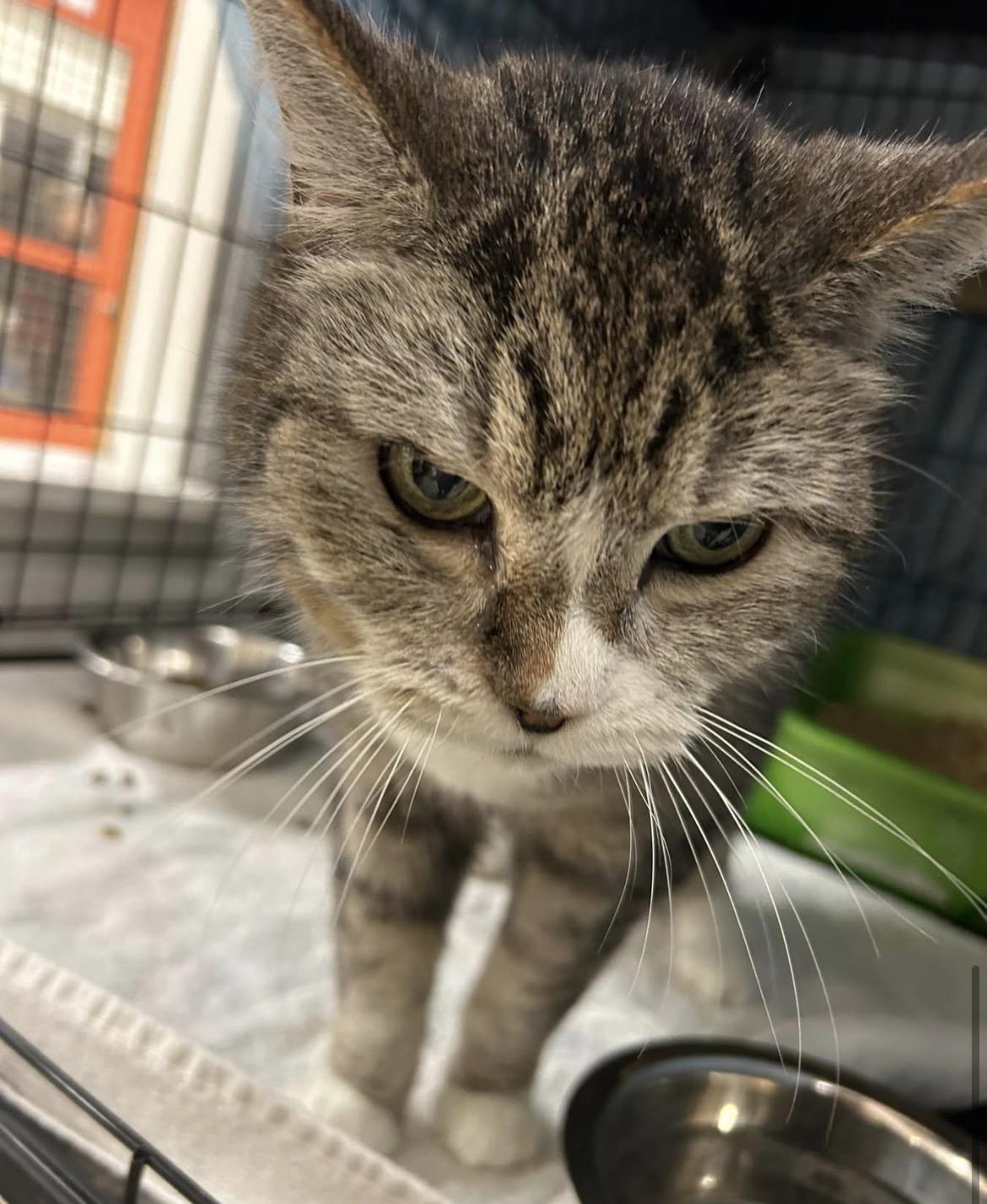 Enlarge Ciao, an adopted Tabby in Maple Ridge, BC image 2/2