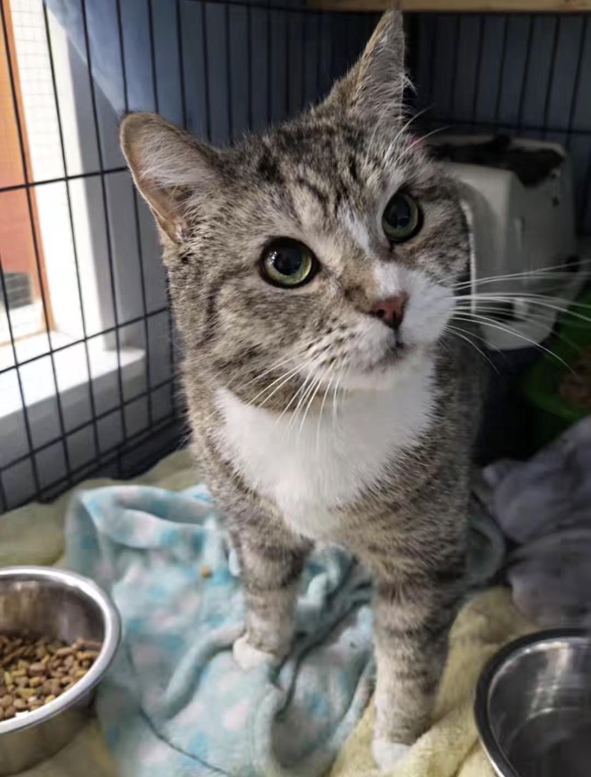 Enlarge Ciao, an adopted Tabby in Maple Ridge, BC image 1/2