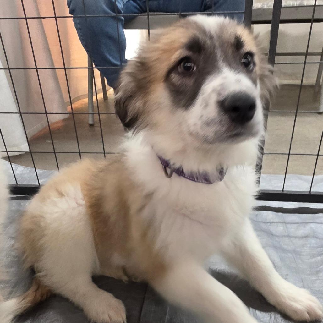 Lumi — thumbnail 3