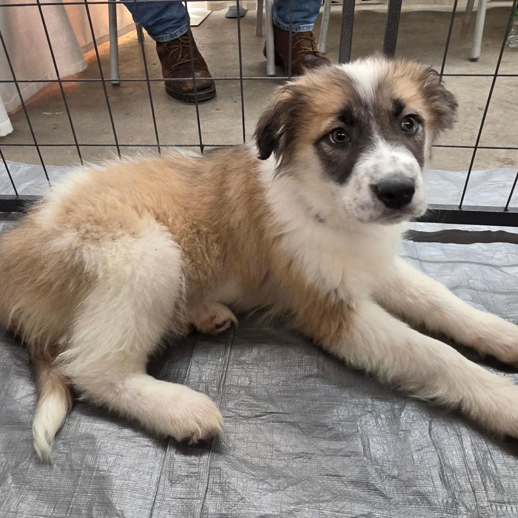 Lumi — thumbnail 4