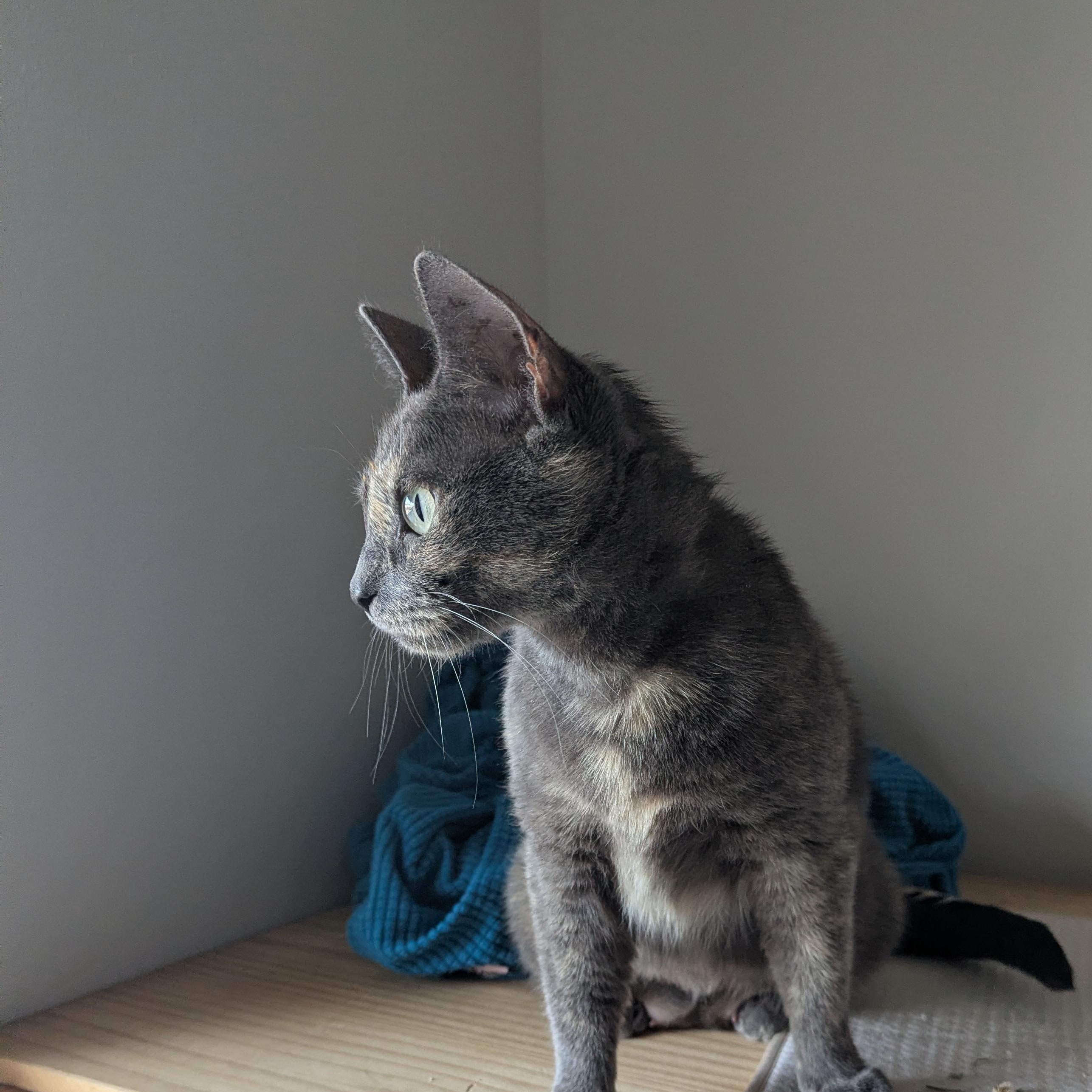 Silver, a ADOPTABLE mixed breed in West Richland, WA image 5/6