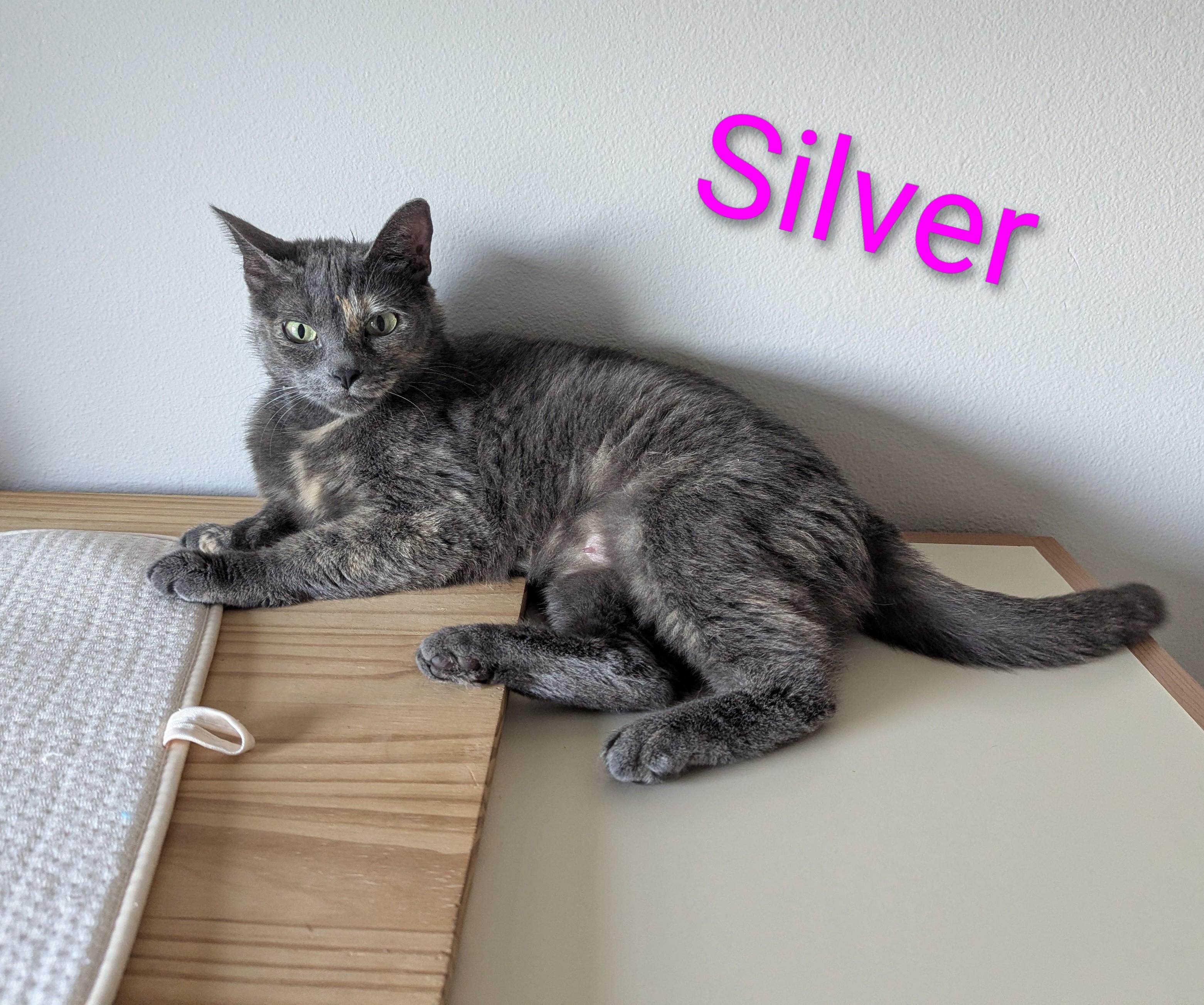 Silver, ADOPTABLE, Young Female Domestic Short Hair.