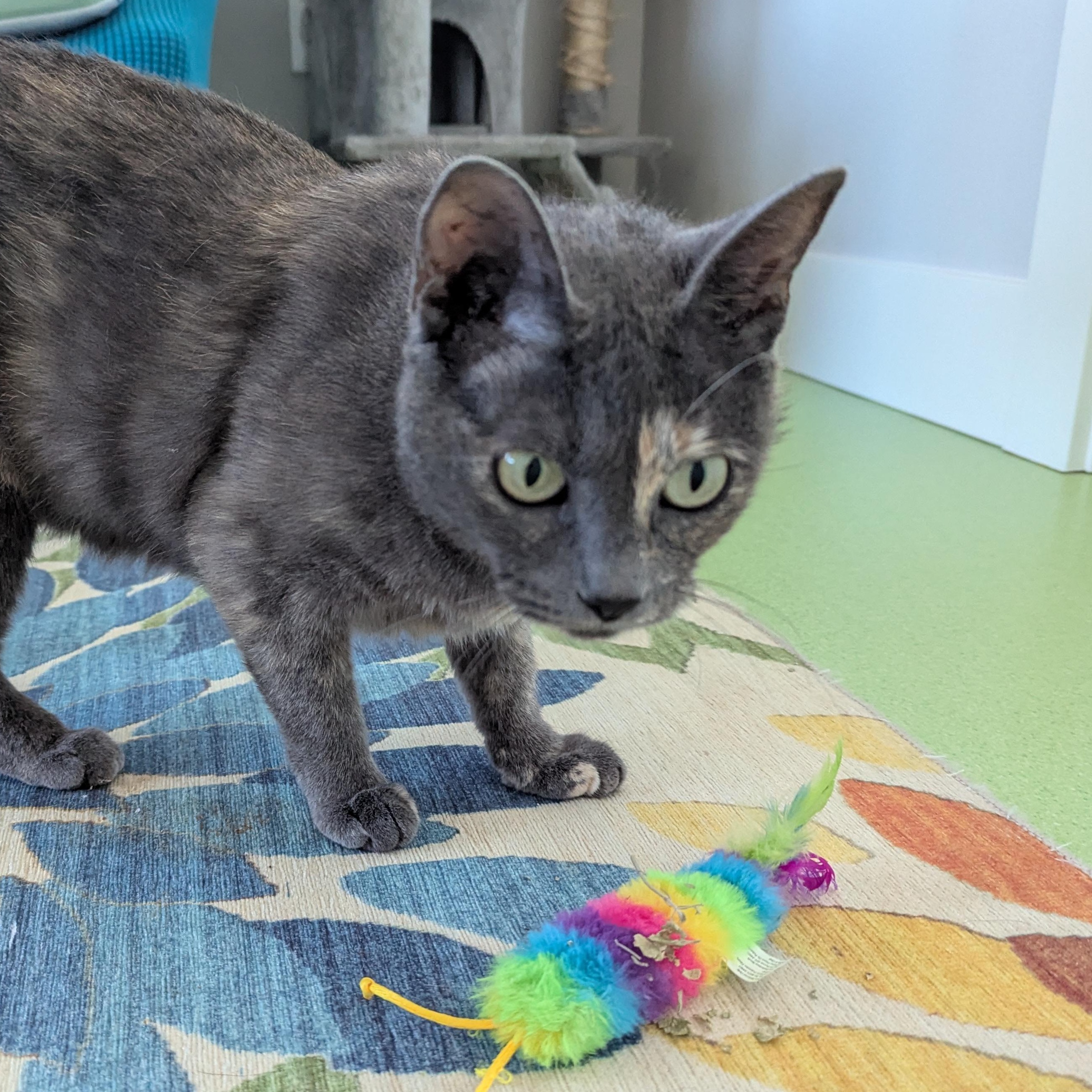 Silver, a ADOPTABLE mixed breed in West Richland, WA image 6/6