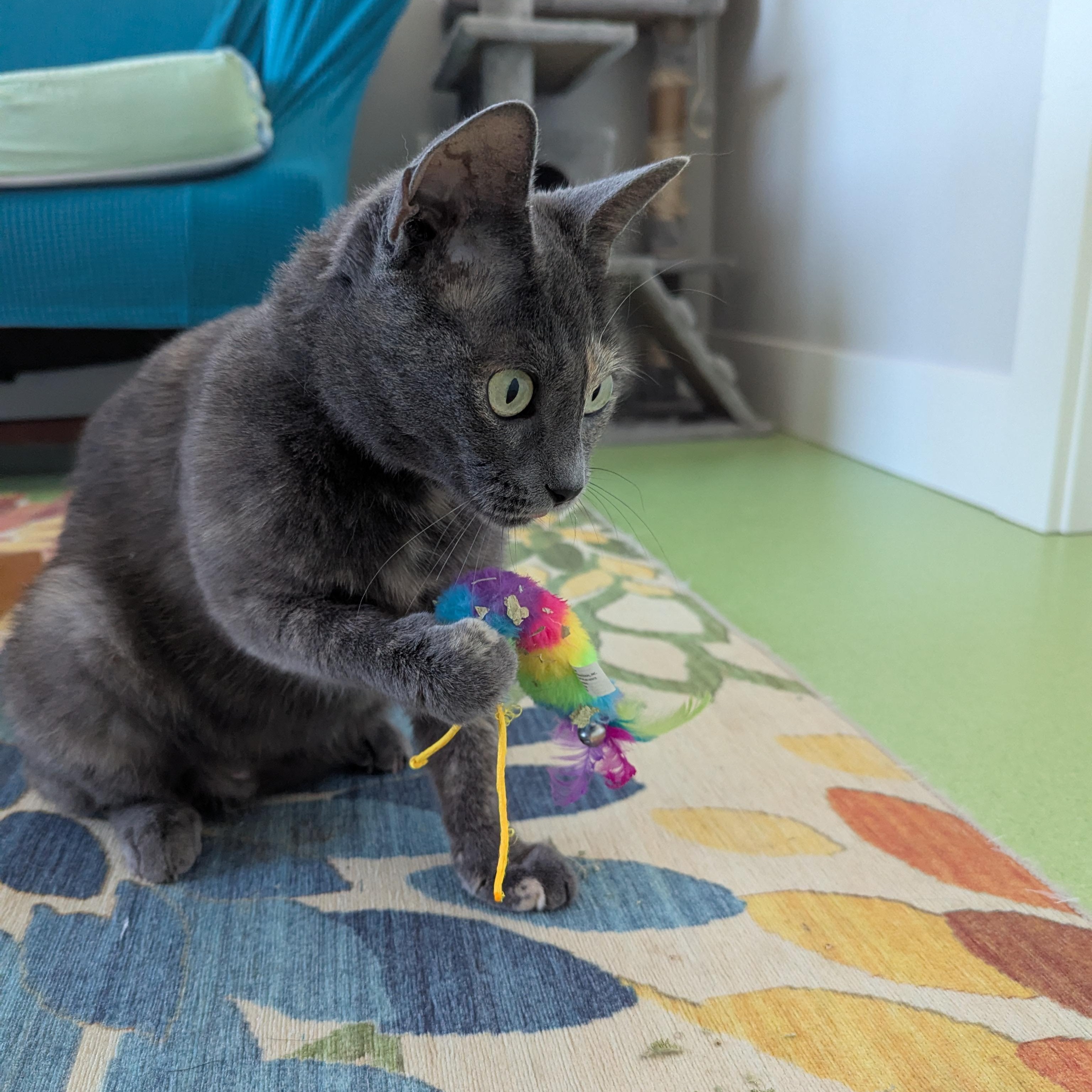 Silver, a ADOPTABLE mixed breed in West Richland, WA image 2/6